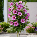 Ibištek sýrsky (Hibiscus syriacus ) ´Gandini Santiago´®- výška 120-130 cm, kont. C5L - NA KMIENKU
